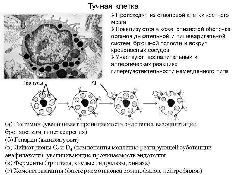 Тучная клетка Гранулы АГ (а) Гистамин (увеличивает проницаемость эндотелия, вазодилатация, бронхоспазм, гиперсекреция) (б) Гепарин